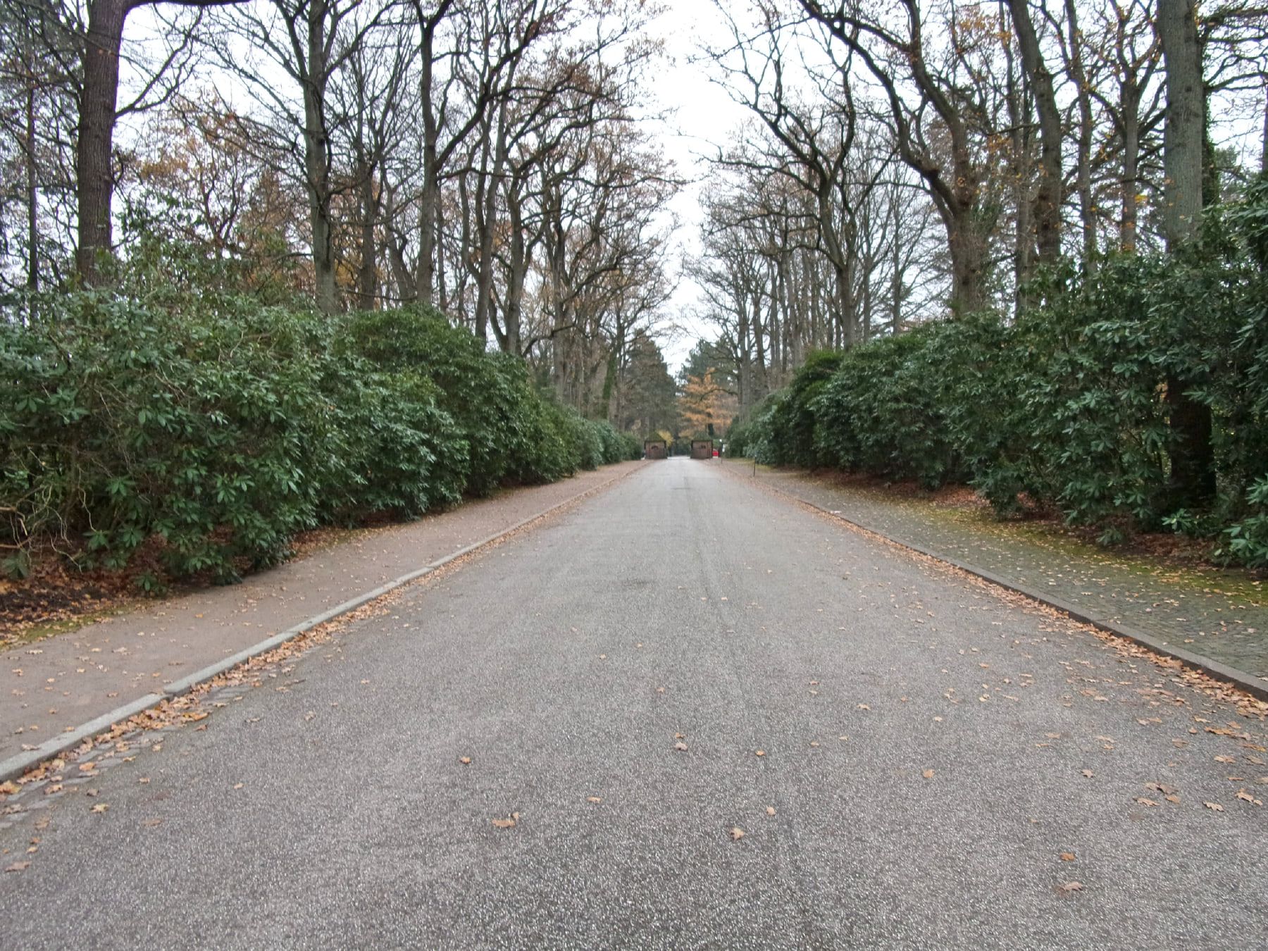 Gerade asphaltierte Allee zwischen hohen Sträuchern und laublosen Bäumen auf Friedhof Bergedorf